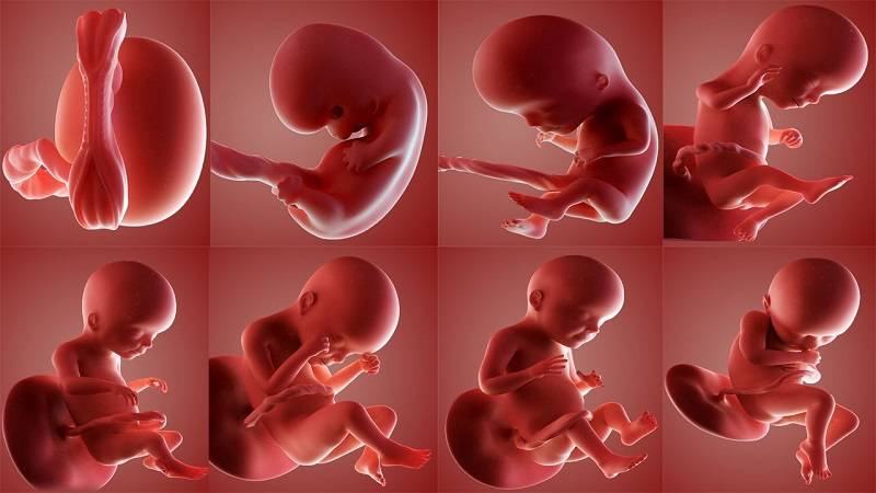 علت مرگ جنین در سه ماهه اول بارداری